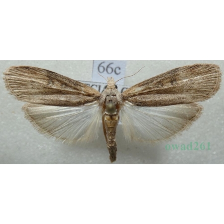 Aphomia foedella (Zeller, 1839) Greece, Kreta Is66c